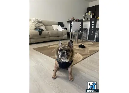 a french bulldog dog sitting on a rug